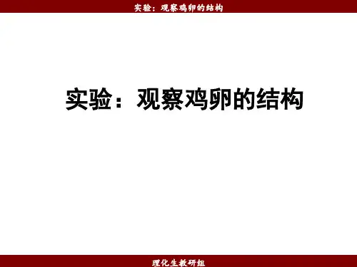 观察鸡卵的结构