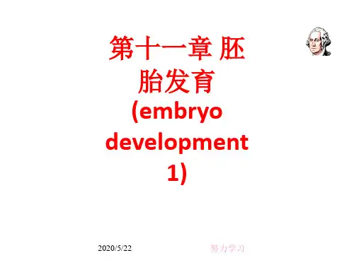 [课件]第十一章 胚胎发育(embryo development1)PPT