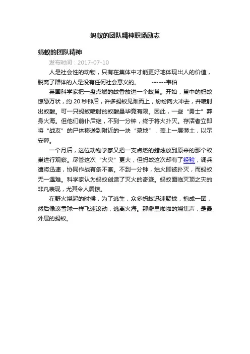 蚂蚁的团队精神职场励志