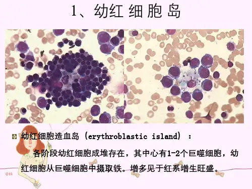 骨髓细胞形态讲解