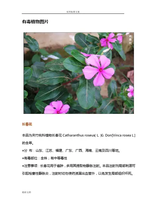 有毒植物大全附带图片图片
