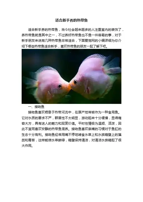 适合新手养的热带鱼