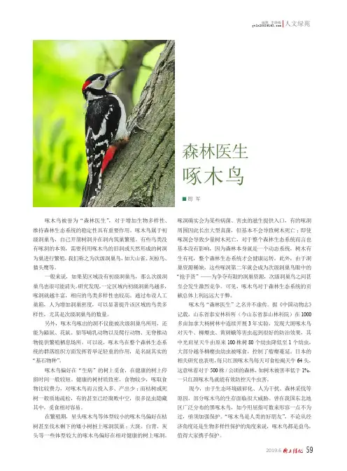 森林医生啄木鸟