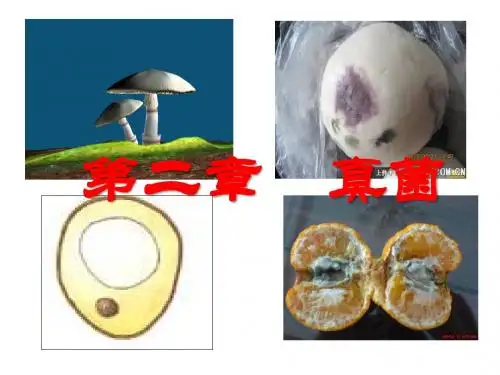 酵母菌和霉菌