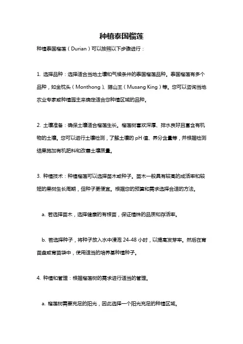 种植泰国榴莲