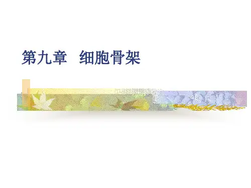 第九章 细胞骨架