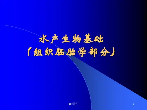 水产生物基础水产生物基础(组织胚胎学部分)  ppt课件