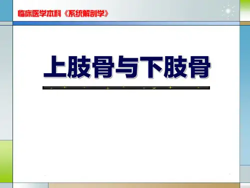 系统解剖学 上肢骨与下肢骨
