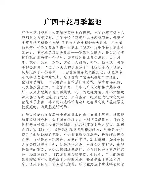 广西丰花月季基地