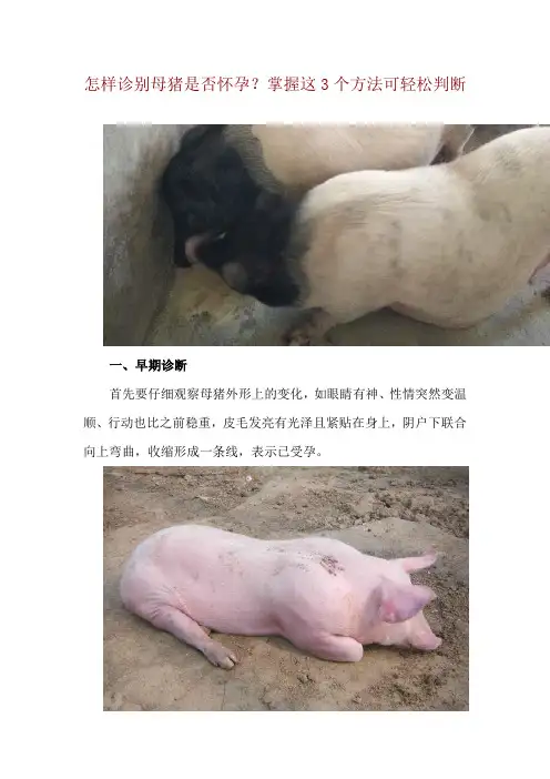 怎样诊别母猪是否怀孕？掌握这3个方法可轻松判断