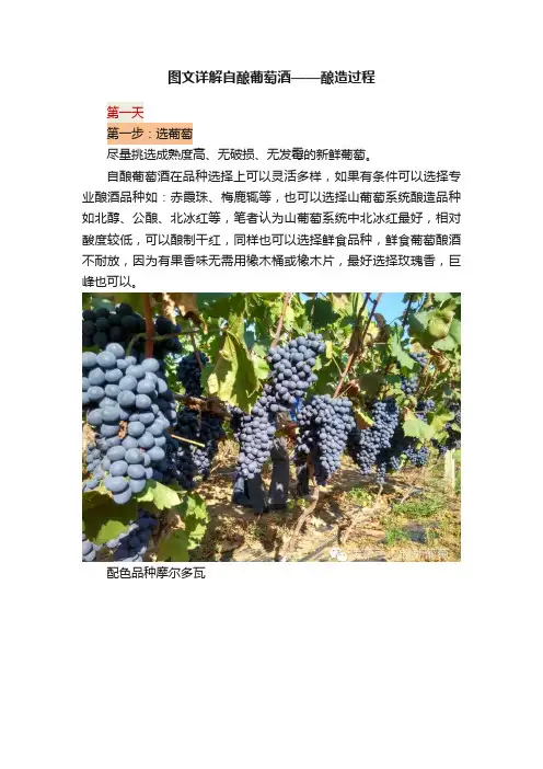 图文详解自酿葡萄酒——酿造过程