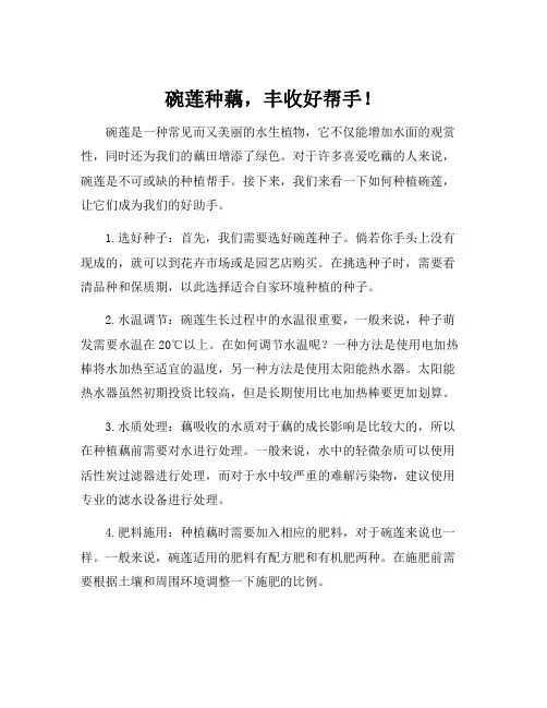碗莲种藕的种植方法