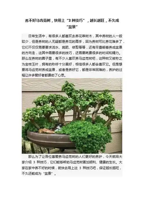 养不好马齿苋树，快用上“3种技巧”，越长越旺，不久成“盆景”
