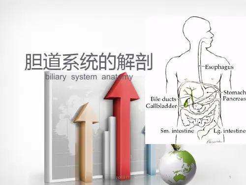 胆道系统的解剖  ppt课件