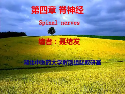 脊神经解剖