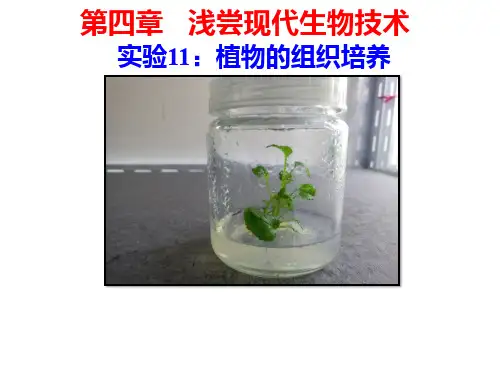 实验11-植物的组织培养