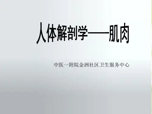 人体解剖学-肌肉ppt课件