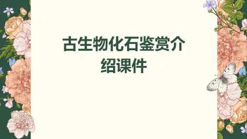 古生物化石鉴赏介绍课件