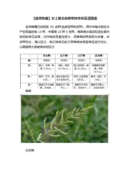 【值得收藏】史上最全的稗草种类和高清图谱