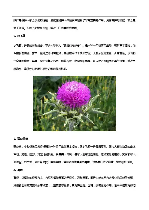水飞蓟和这些植物,帮助调养肝脏