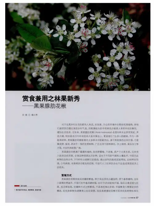 赏食兼用之林果新秀——黑果腺肋花楸