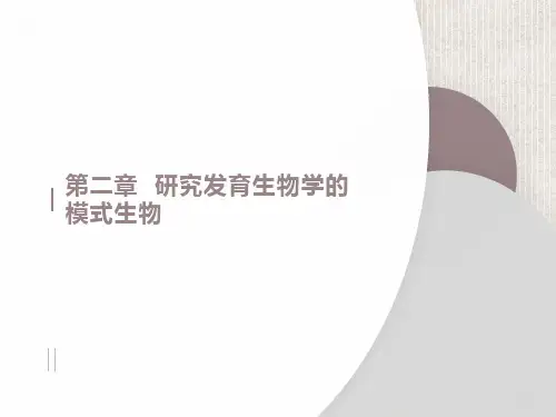 研究发育生物学的模式生物