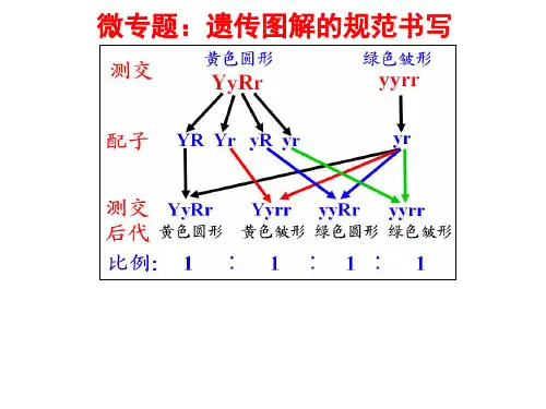 微专题-遗传图解的规范书写