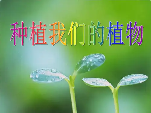 2021完整版《种植我们的植物》植物的生长变化PPT课件