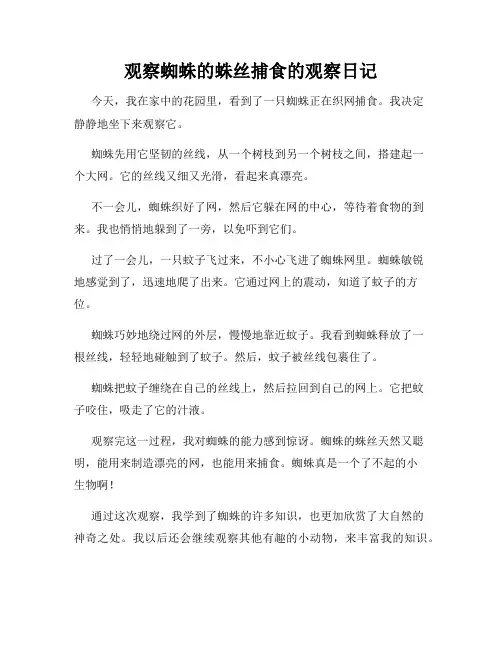 小学三年级作文观察蜘蛛的蛛丝捕食的观察日记