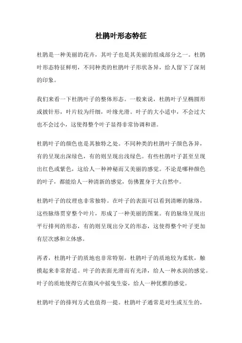 杜鹃叶形态特征