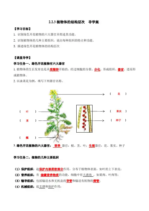 植物体的结构层次(导学案)