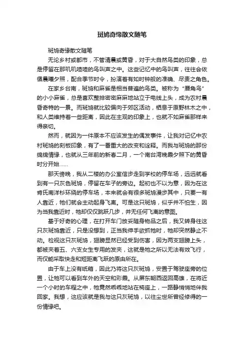 斑鸠奇缘散文随笔