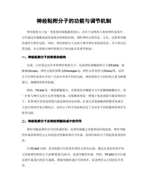 神经粘附分子的功能与调节机制