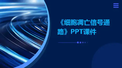 《细胞凋亡信号通路》课件