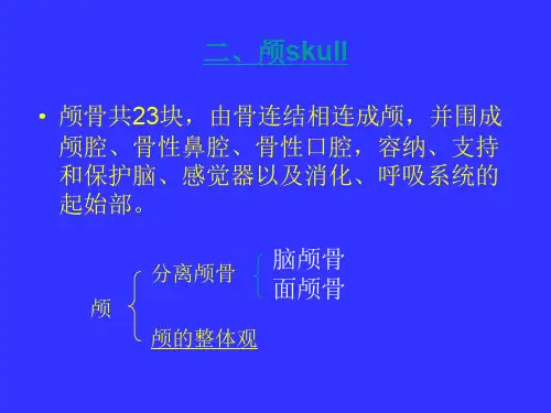 颅骨及其连接