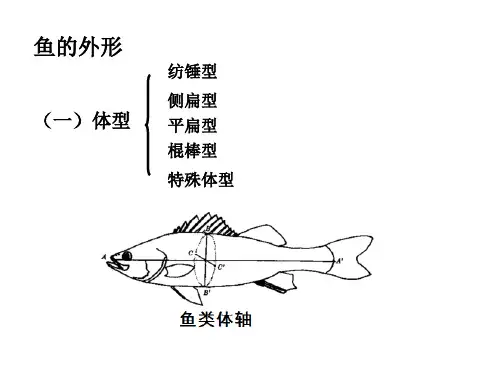 鱼的外形概述