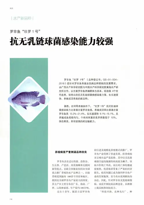 罗非鱼“壮罗1号” 抗无乳链球菌感染能力较强