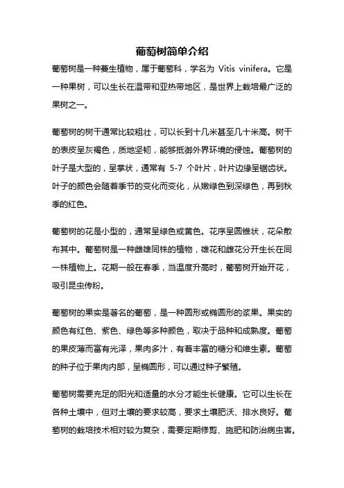 葡萄树简单介绍