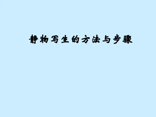 静物写生的方法与步骤