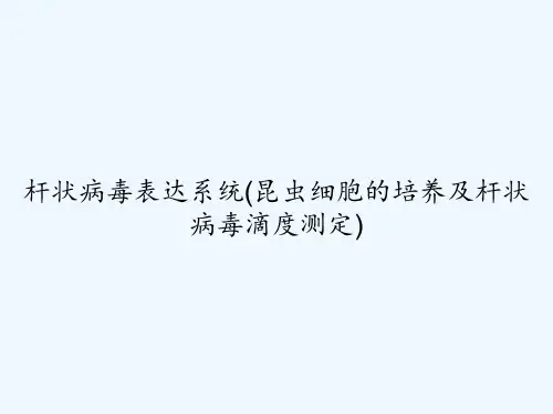 杆状病毒表达系统(昆虫细胞的培养及杆状病毒滴度测定) PPT