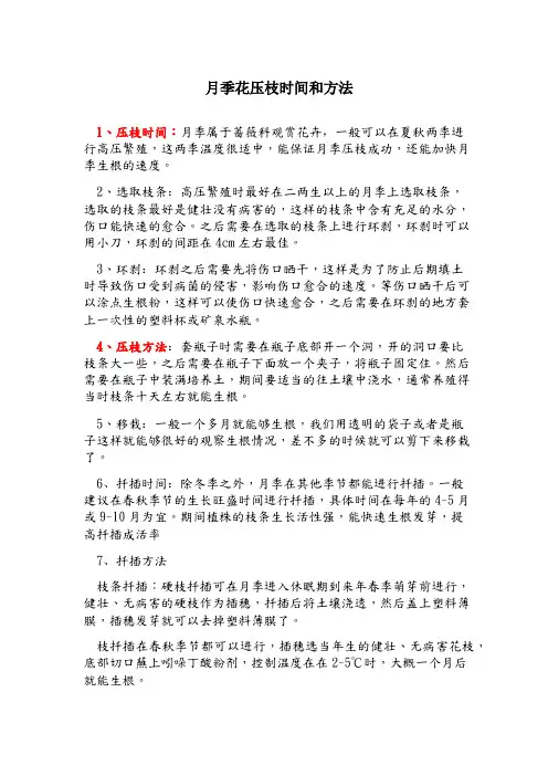 月季花压枝时间和方法