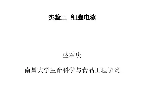 实验三、细胞电泳