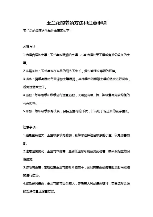 玉兰花的养殖方法和注意事项