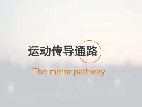 运动传导通路