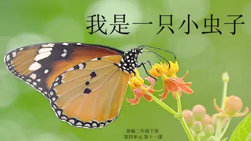二年级下册语文课件-11我是一只小虫子 人教部编版( (共18张PPT)