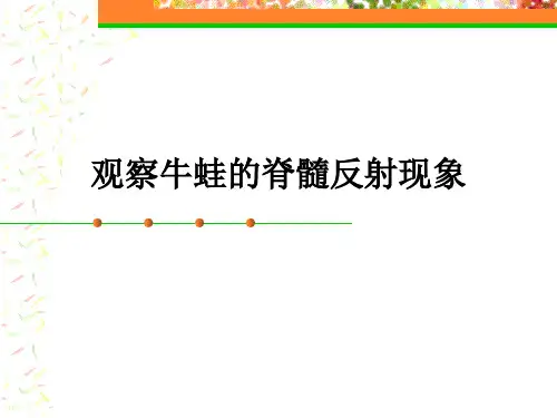 3实验5.1观察牛蛙的脊髓反射现象.