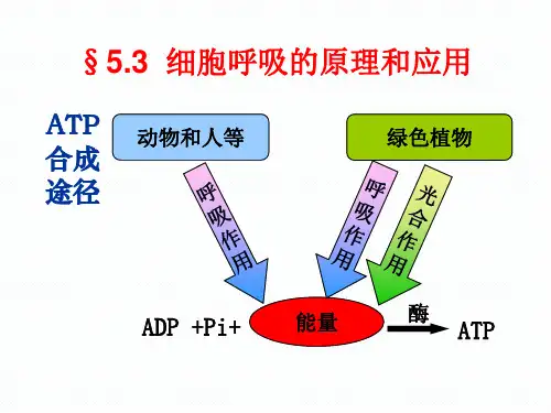 【课件】细胞呼吸的原理和应用课件2022-2023学年高一上学期生物人教版必修1
