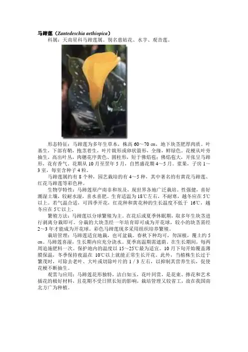 马蹄莲