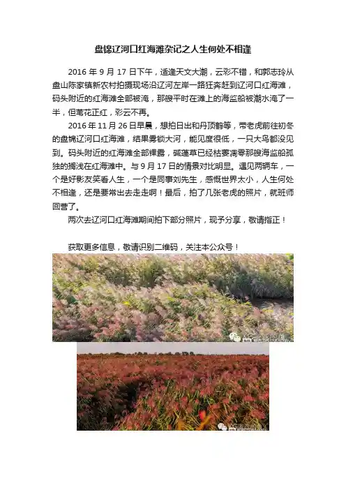 盘锦辽河口红海滩杂记之人生何处不相逢