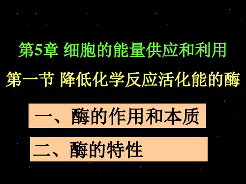 酶的作用和本质
